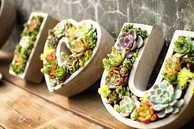 華亭鎮團委聯合上海滬工閥門廠開展微景觀綠植DIY活動(圖1)